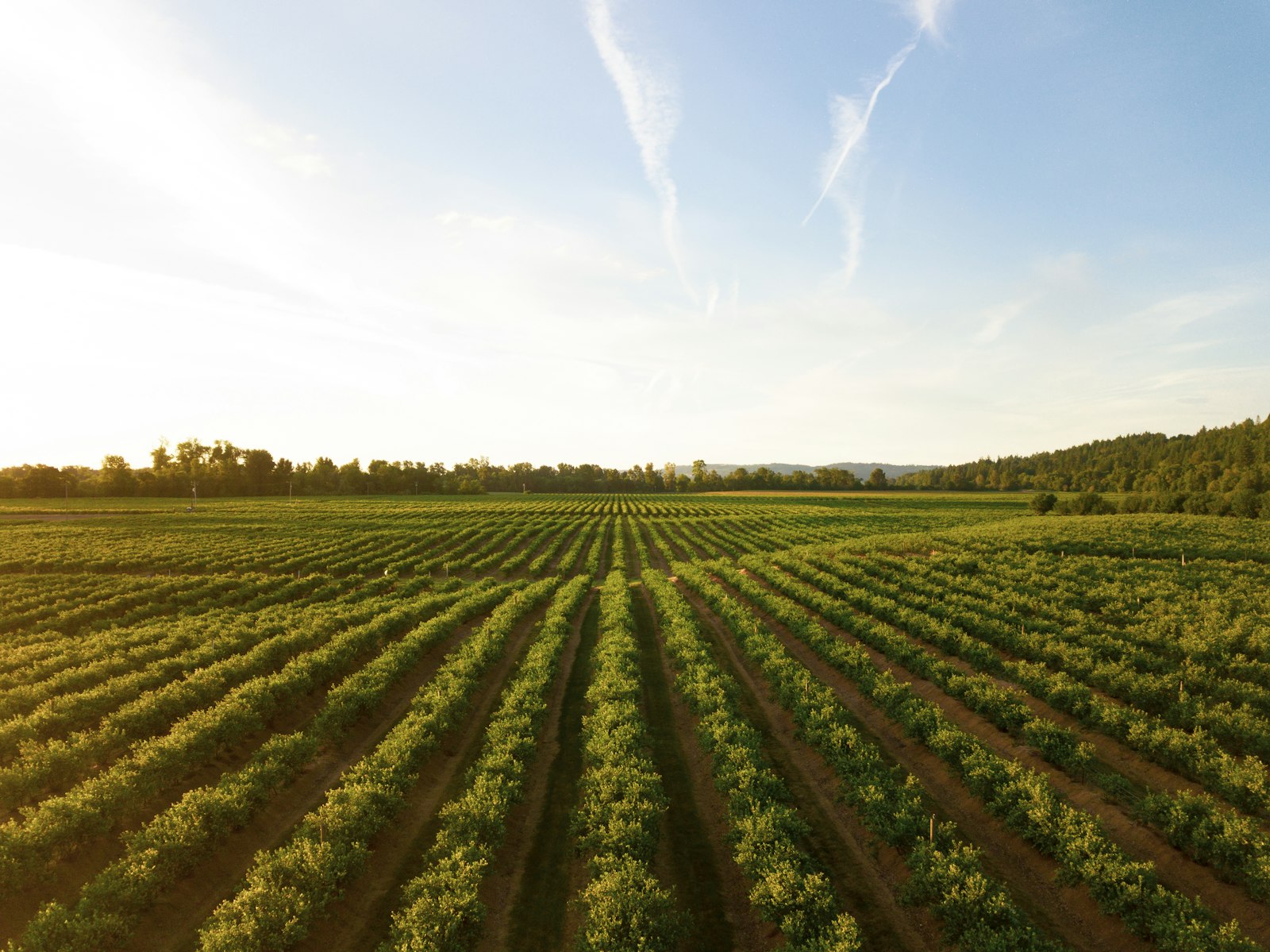 Aerial view of healthy green crop rows on a farm
